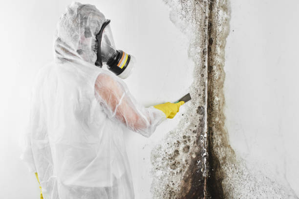 Best Residential Mold Remediation in Old Greenwich, CT